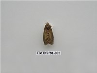 藏品(尺蛾351)的圖片